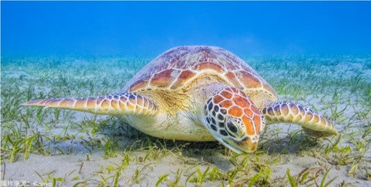 噪音竟然令海草「自行了斷」？