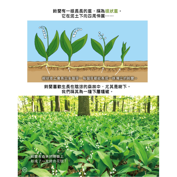 紅蘋果 Red Apple: Ages 6-10