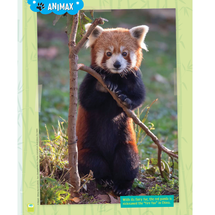 AdventureBox MAX! Ages 9 - 14