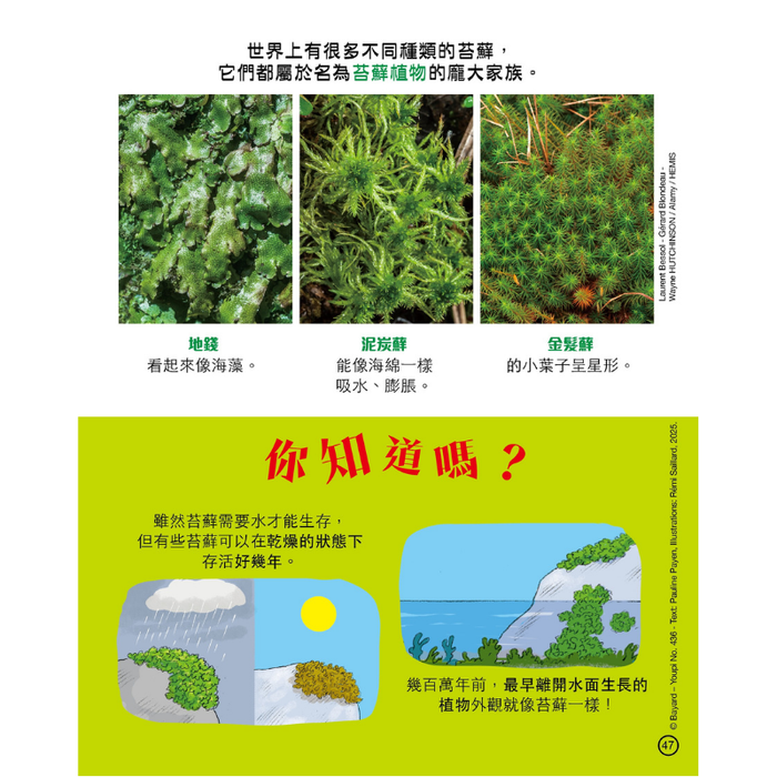 紅蘋果 Red Apple: Ages 6-10